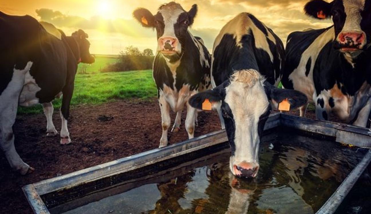 Cows drinking water