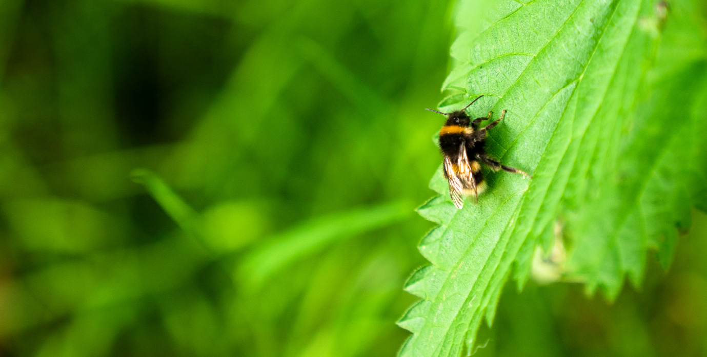 Close up of bee on green plat to the foreground. Background is out of focus.