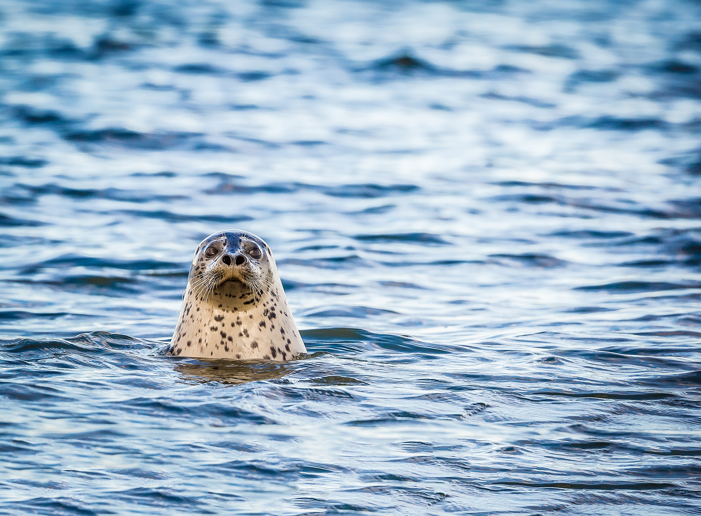 Sealion in the water