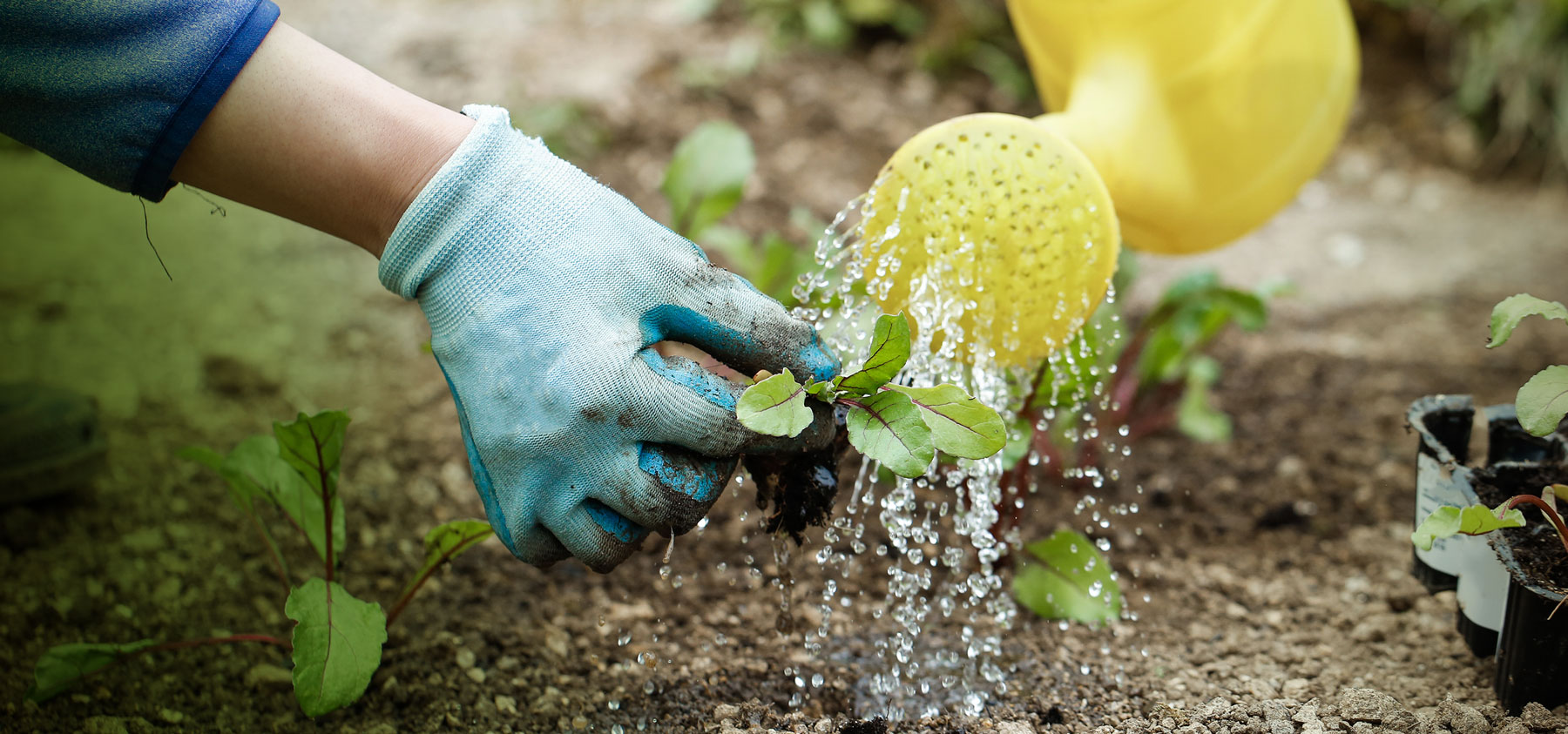 A person watering plants